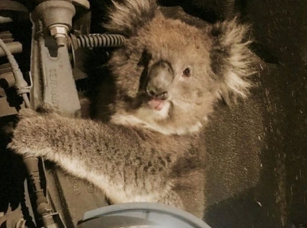 Koala Beer stuck in car wheel dragged miles only to survive
