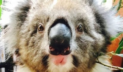 Koala Beer stuck in car wheel dragged miles only to survive