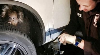 Koala Beer stuck in car wheel dragged miles only to survive