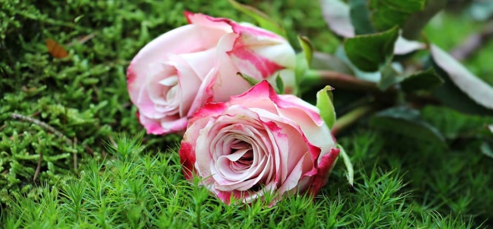 Young excited to celebrate Valentine's Day