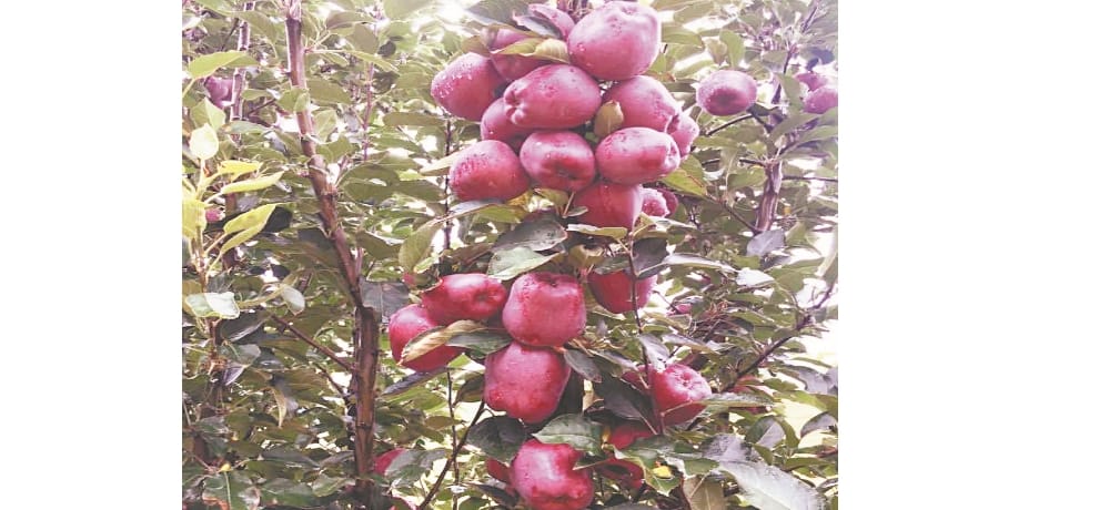 election issue politician do false promises to the apple grower of himachal