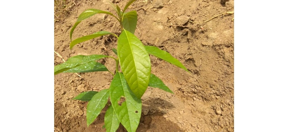 avocado fruit of north america and mexico will harvest in himachal