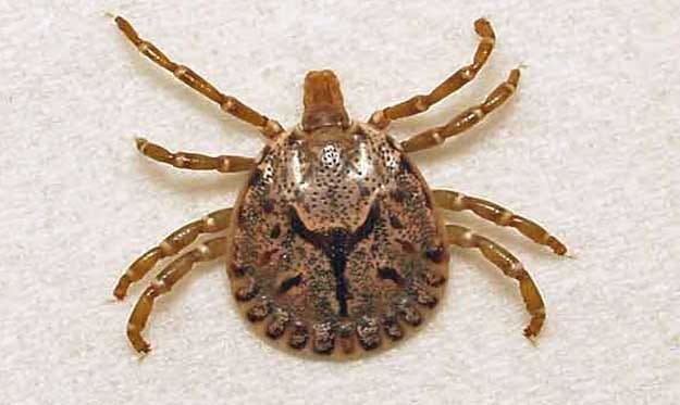 Now scrub typhus with swine flu
