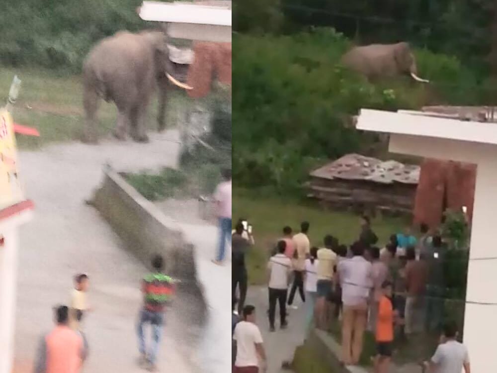 wild elephants come at shiva temple campus