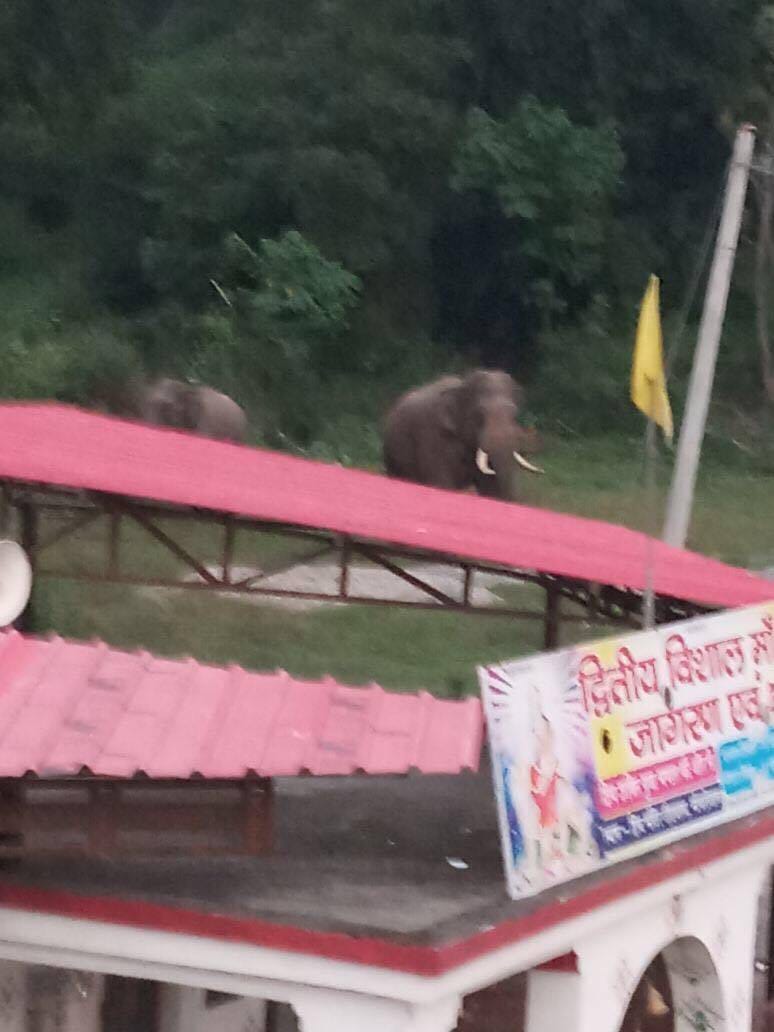 wild elephants come at shiva temple campus