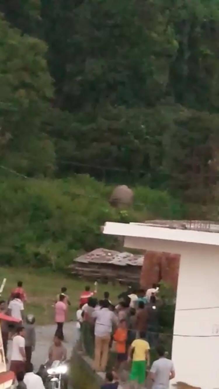 wild elephants come at shiva temple campus