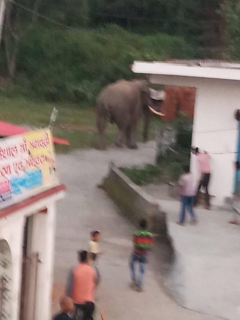 wild elephants come at shiva temple campus
