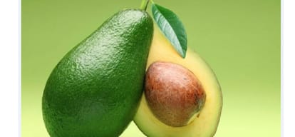 avocado fruit of north america and mexico will harvest in himachal