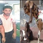 सड़क पर ही काट डाले 35 बकरे