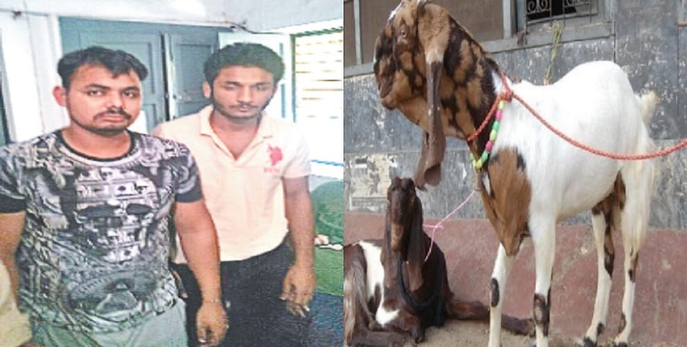 In the Red Light area, 35 goats cut off on the road, shopkeeper said...