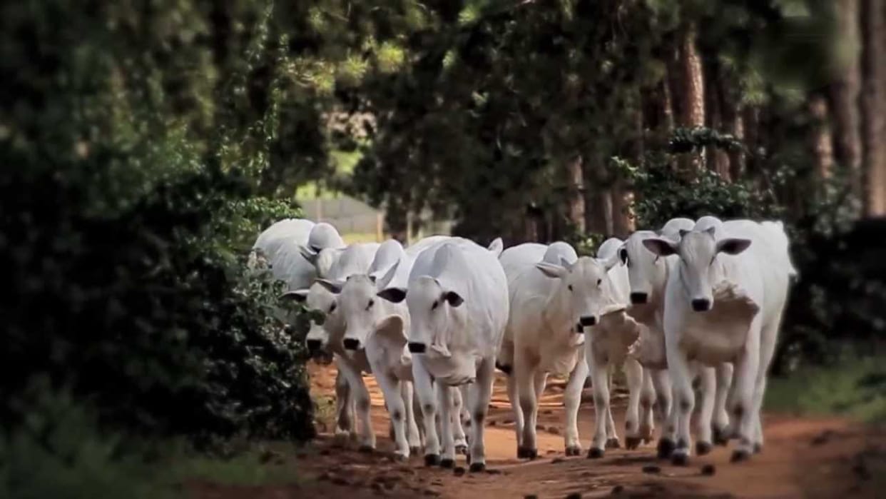 avoid vastu dosh and negative energy at your home 
