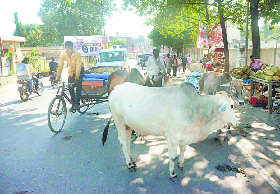 Do not have any arrangements to keep stray cattle