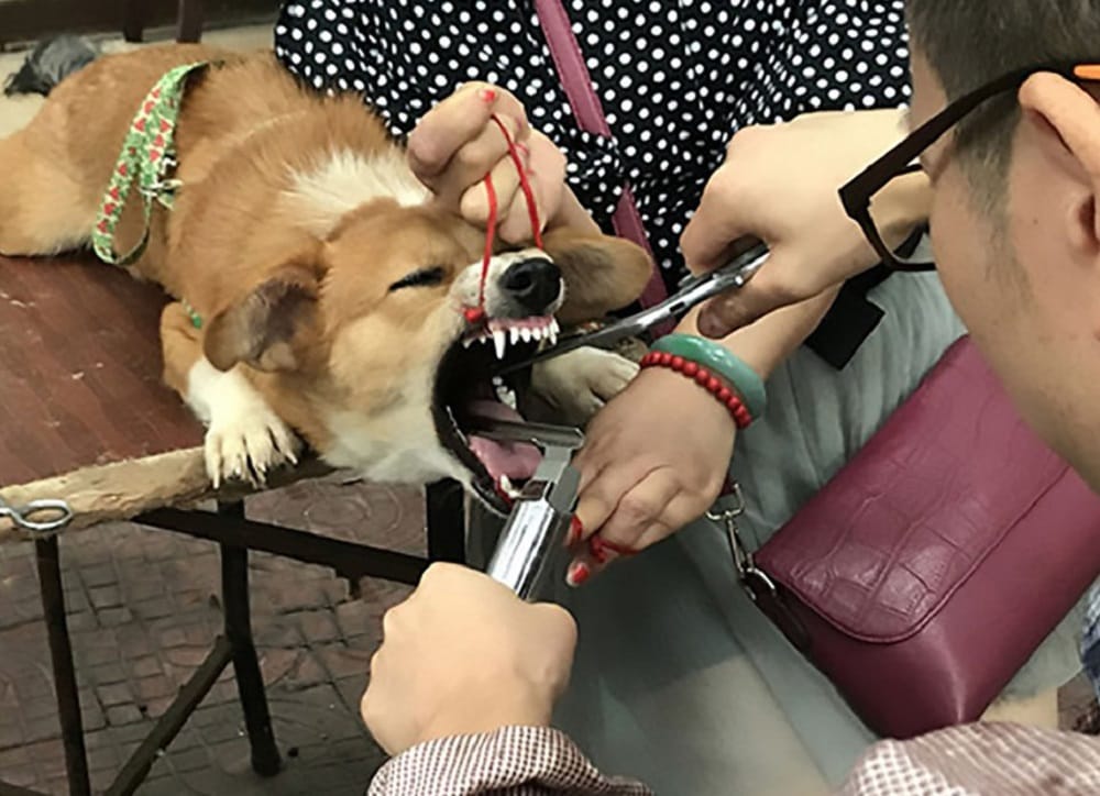 watch devocalization of dogs being done roadside brutally in China