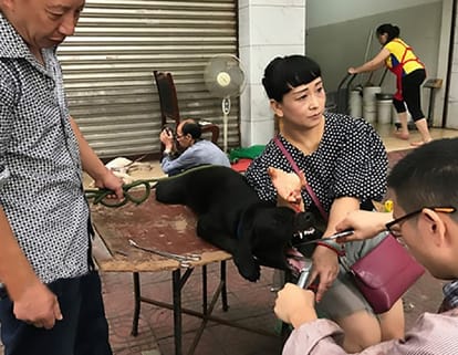 watch devocalization of dogs being done roadside brutally in China