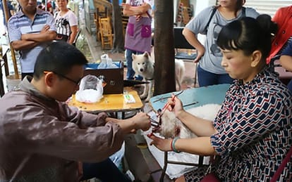watch devocalization of dogs being done roadside brutally in China