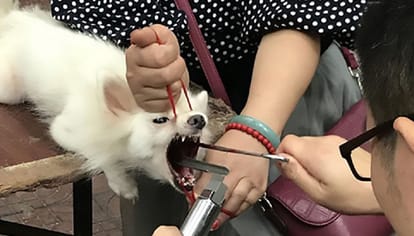 watch devocalization of dogs being done roadside brutally in China