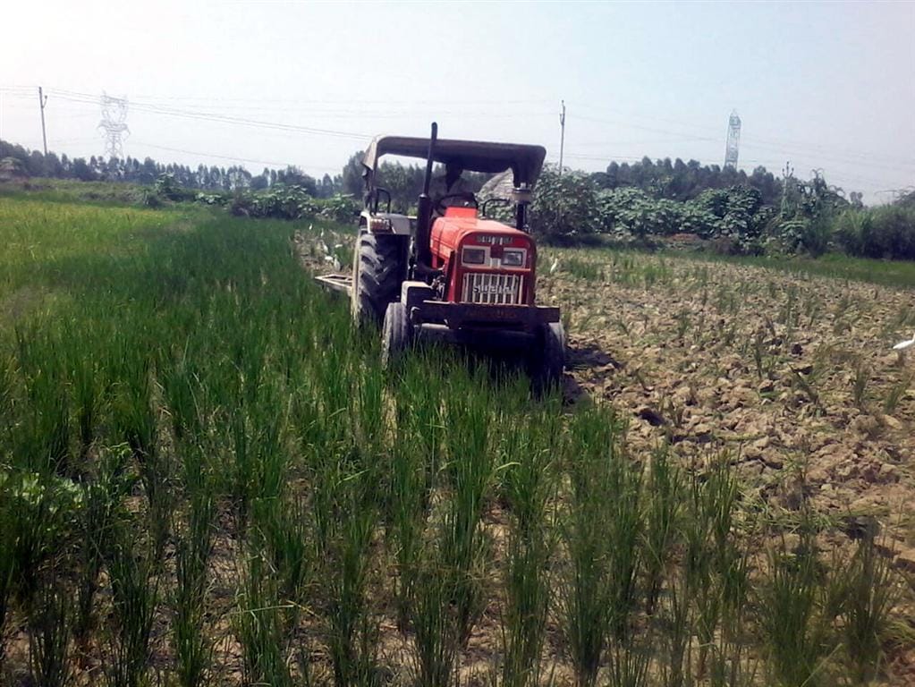 Drought: Farmers holding paddy fields