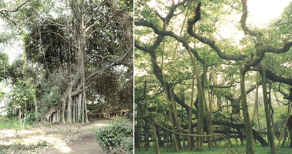 Magical tree, approximately 300 years old, spread over 3.5-acre land