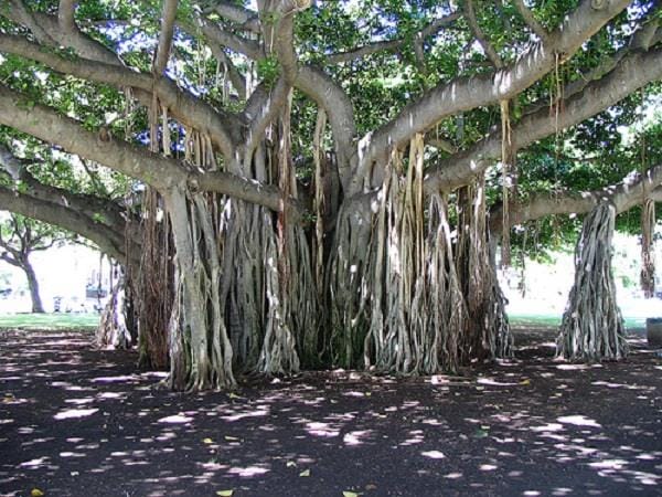 Magical tree, approximately 300 years old, spread over 3.5-acre land
