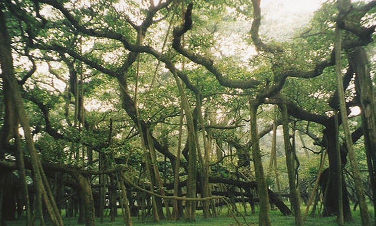 Magical tree, approximately 300 years old, spread over 3.5-acre land
