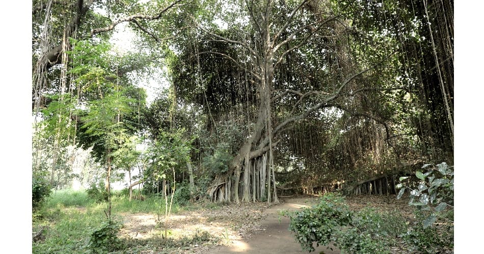 Magical tree, approximately 300 years old, spread over 3.5-acre land