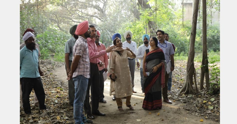 Magical tree, approximately 300 years old, spread over 3.5-acre land