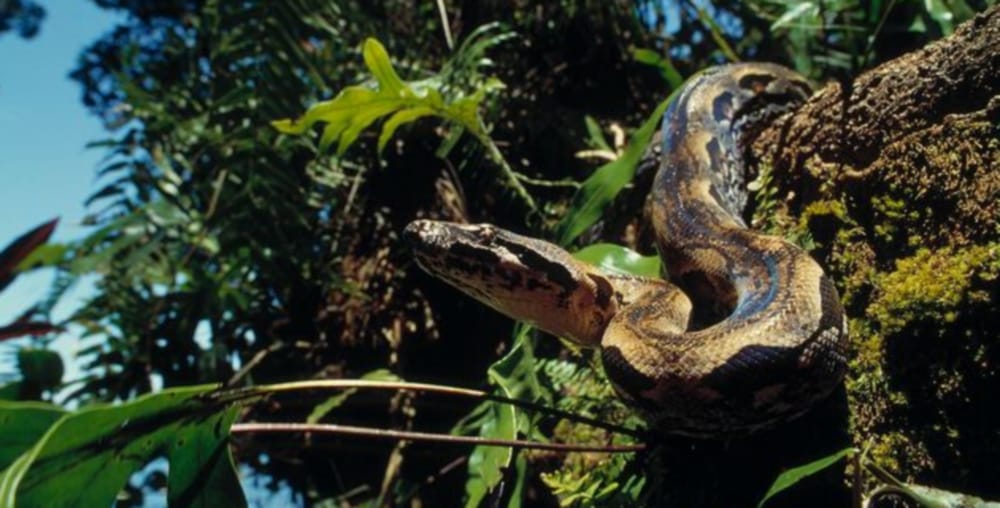 python found in tree near home in kotdwar