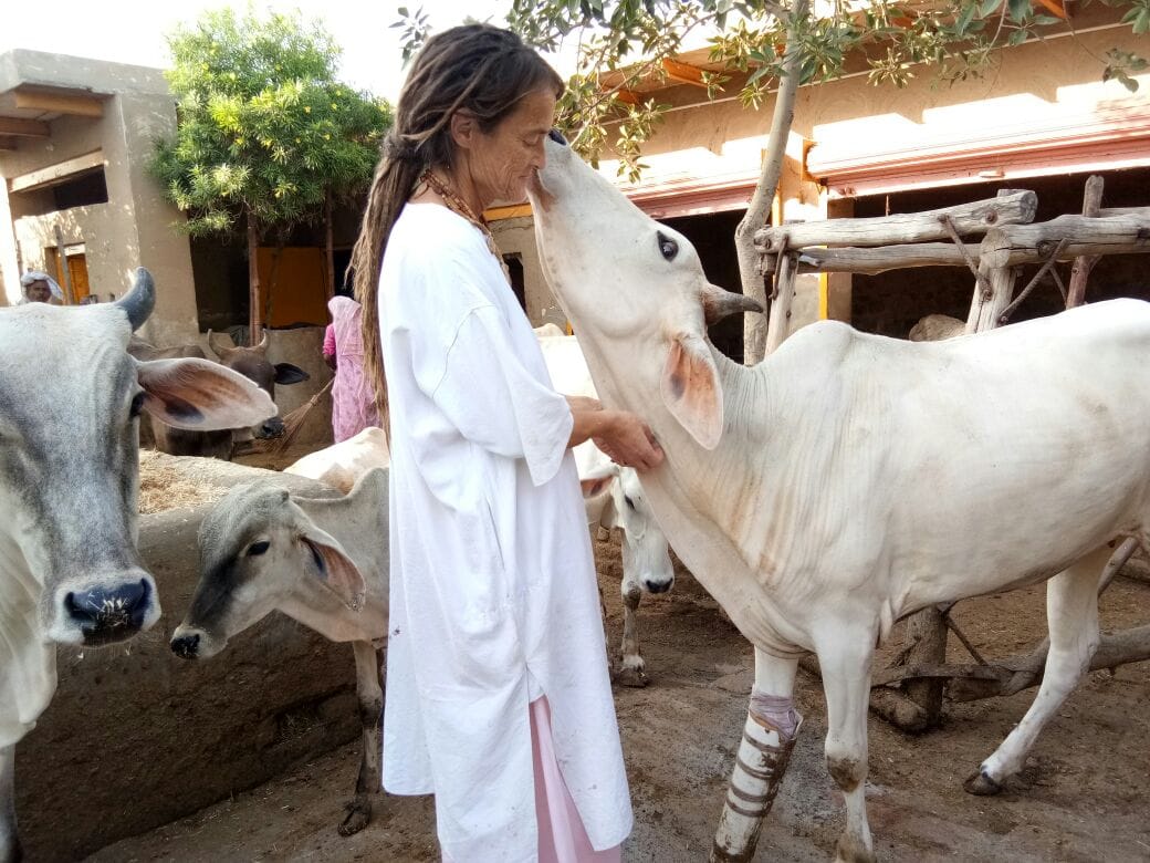 German woman is serving for cow in mathura 
