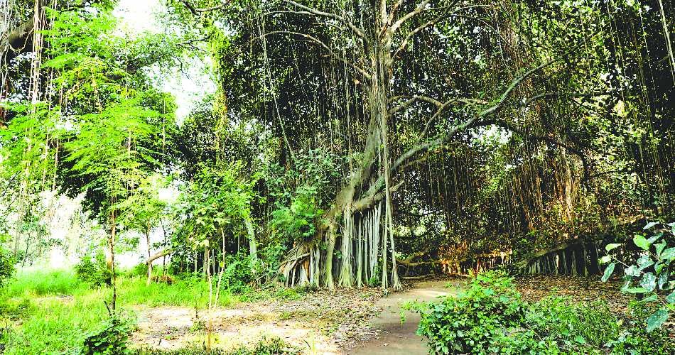 unique tree, 350 years old tree in india