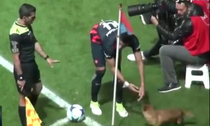  little dog enters a football match in Argentina and play with the ball, video viral