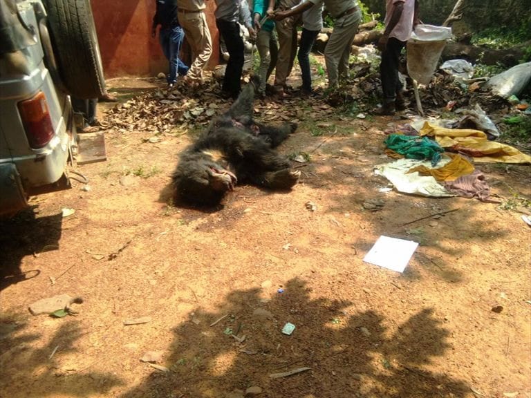 Bear Death in Tiger Reserve Area
