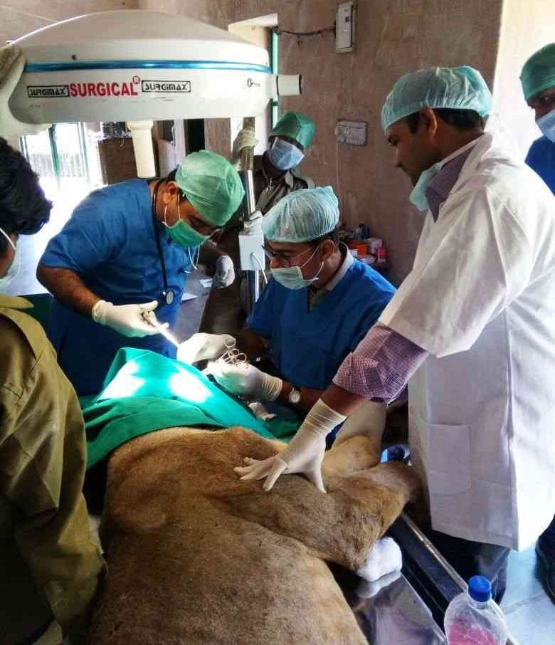 The operation of eye lioness MEHAK