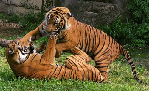 tiger t-33 of ranthambore national park died after fighting with another tiger 