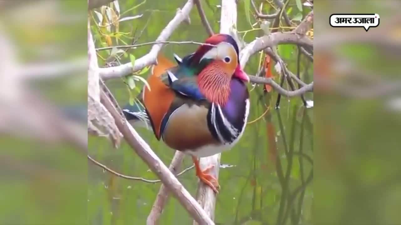 सुर्खाब पक्षी