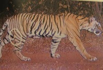 tiger t-33 of ranthambore national park died after fighting with another tiger 