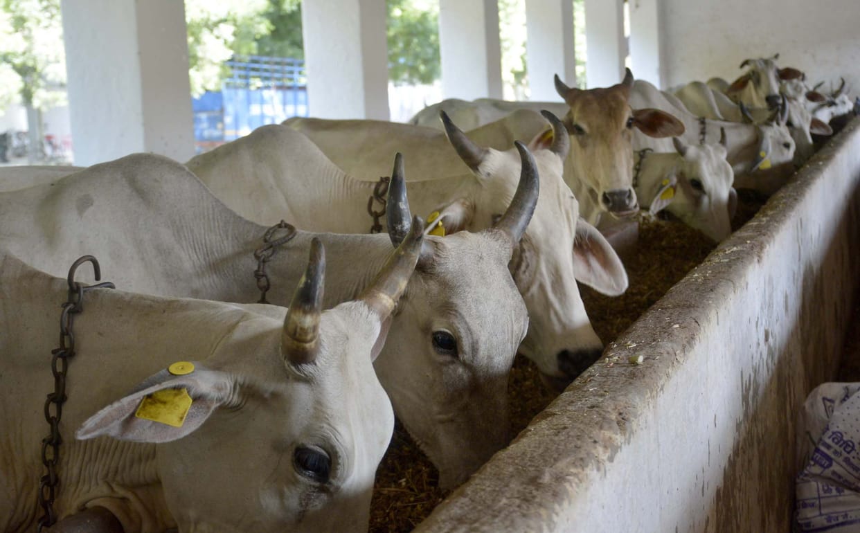 prime minister modi initiative make good days for gangatiri cows