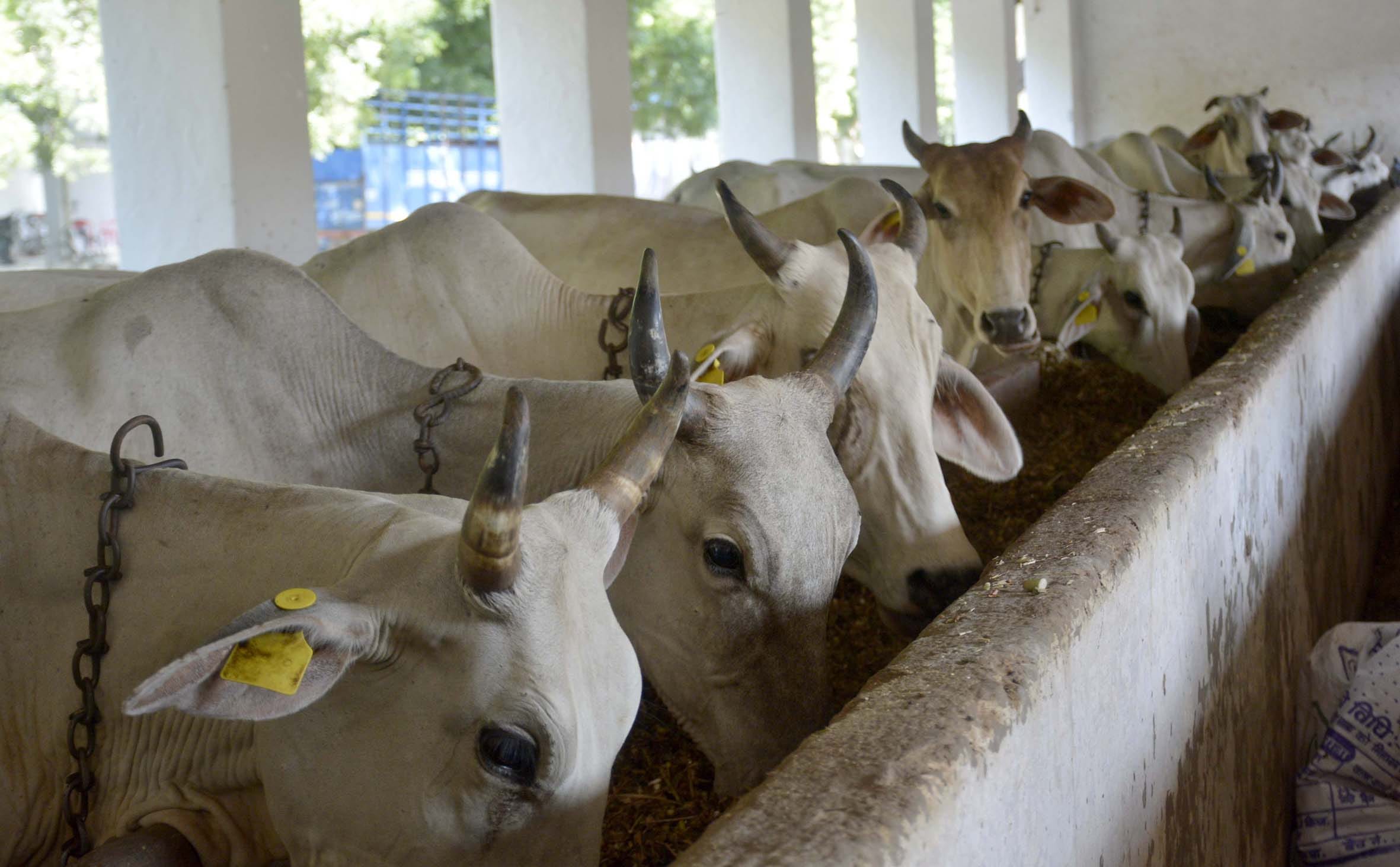 mohammad faiz khan save cow yatra reach varanasi