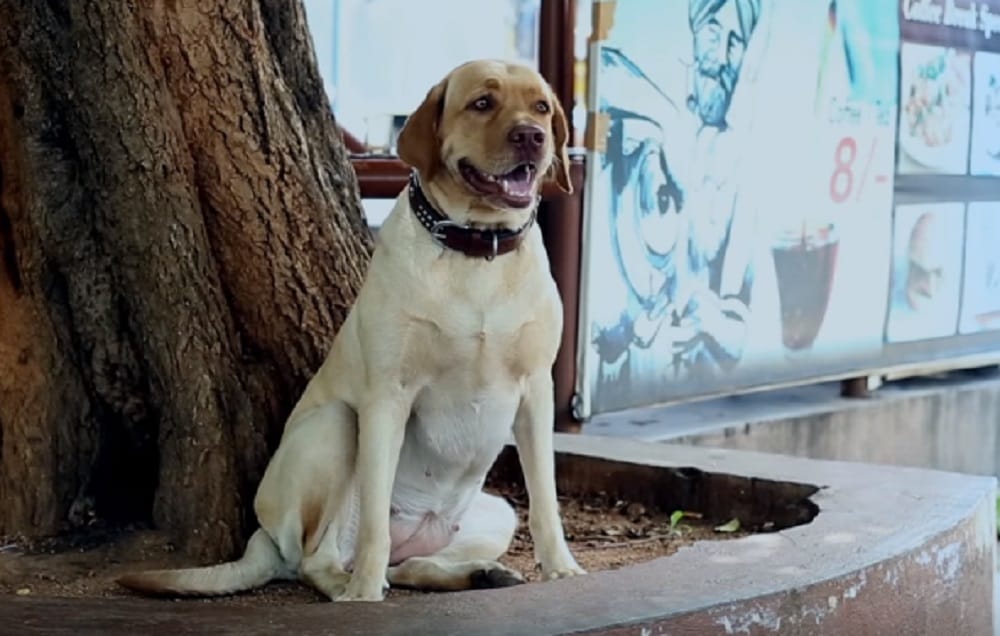 The Labrador Is Teaching Bengaluru About Road Safety