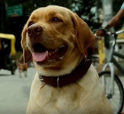 The Labrador Is Teaching Bengaluru About Road Safety