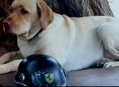 The Labrador Is Teaching Bengaluru About Road Safety