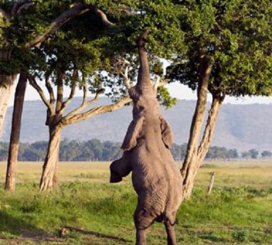 Plenty of animals are notorious for eating a lot
