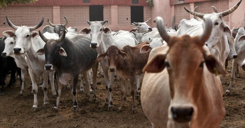 rajasthan government will soon launch portal for cows