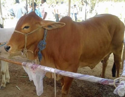 rajasthan government will soon launch portal for cows