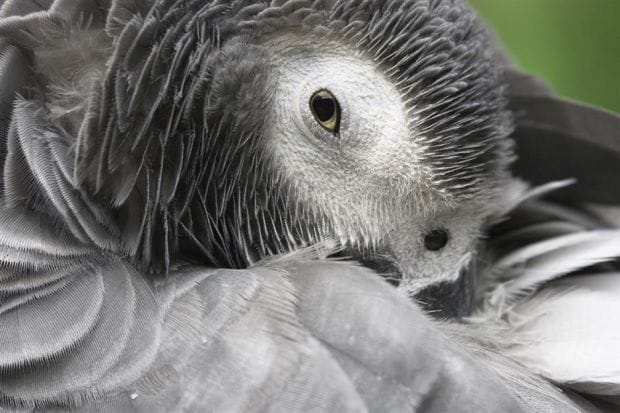 London parrot does online shopping by mimicking owner