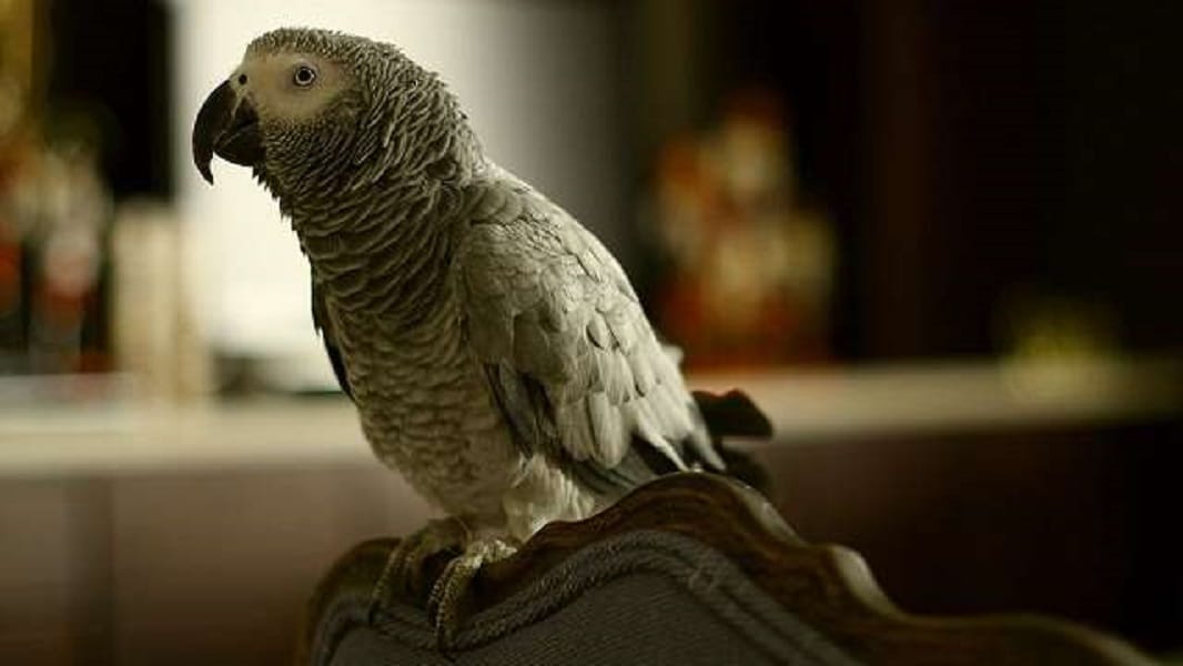 London parrot does online shopping by mimicking owner