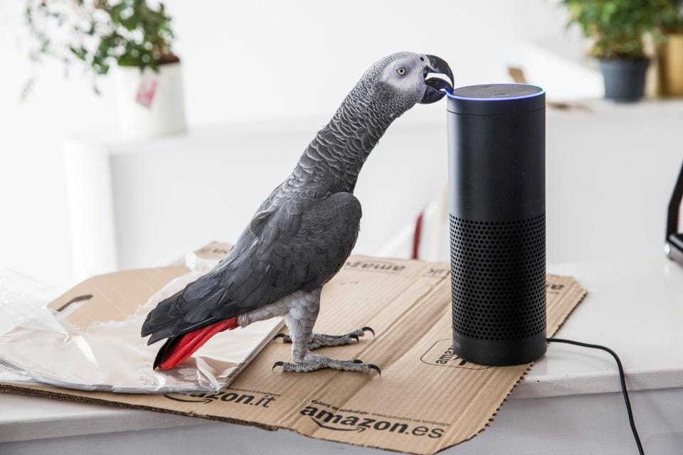 London parrot does online shopping by mimicking owner