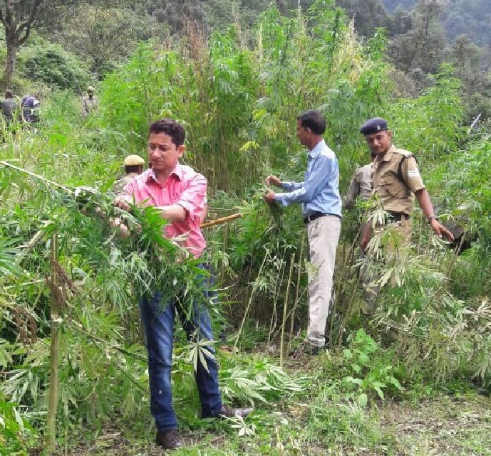 Destruction of cannabis farming in a hectare in Kapkot