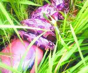 Python attacks cow