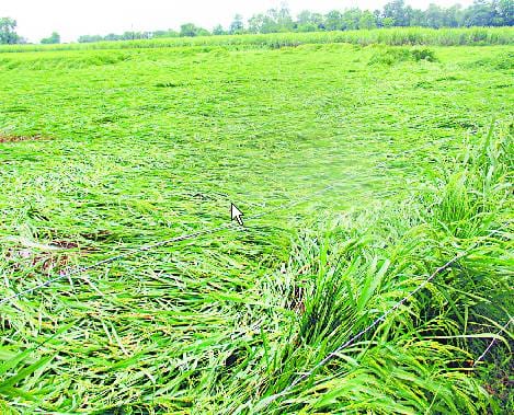 नवरात्र के पहले दिन बरसा फसलों के लिए अमृत