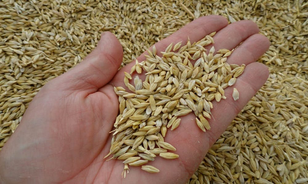 navratri 2017 barley is sown in navaratri, maa durga gives signs of future